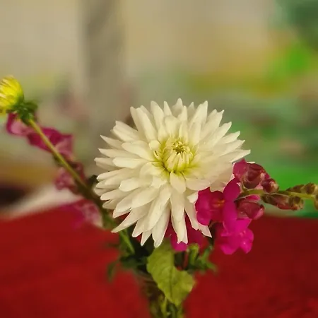 אכסניה Jardins De Sao Luis *